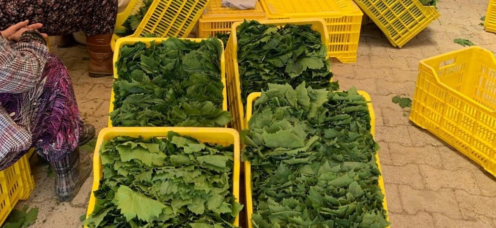 Taze yaprağın kilosu bağda 20 TL’ye düştü