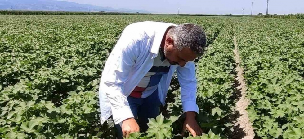 Pamuk üreticilerine yeşil kurt uyarısı
