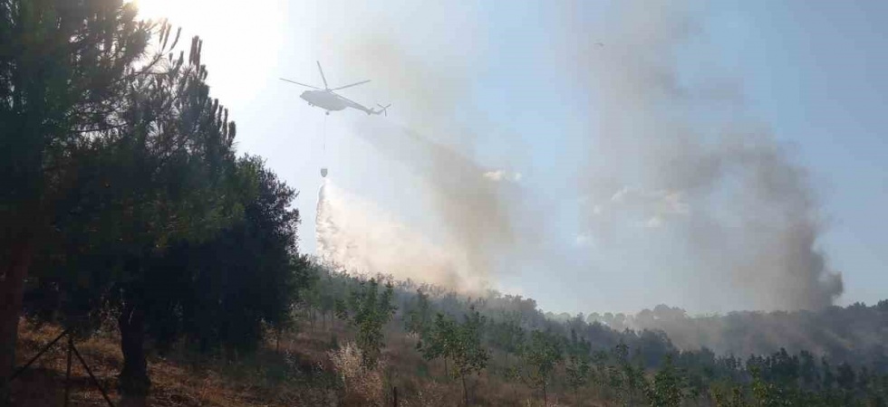 Manisa’da 50 hektar alan kül oldu
