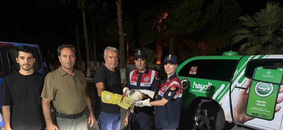 Orman yangınında yaralanan leylek emin ellerde