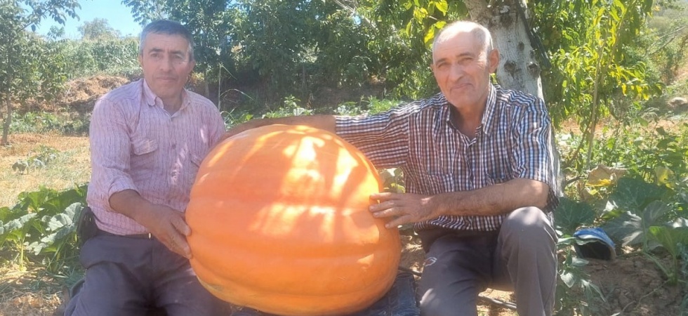 Sarıgöl’de 70 kilogramlık balkabakları