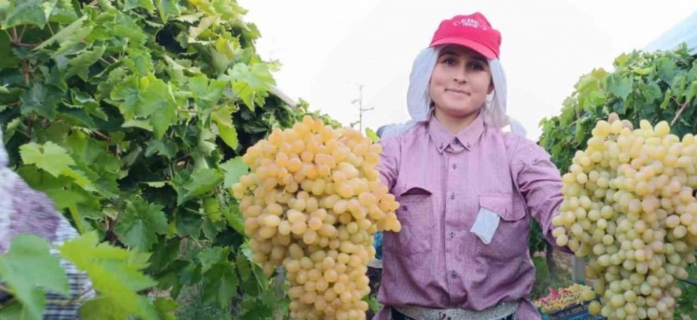 İki salkım üzüm bir kasayı dolduruyor