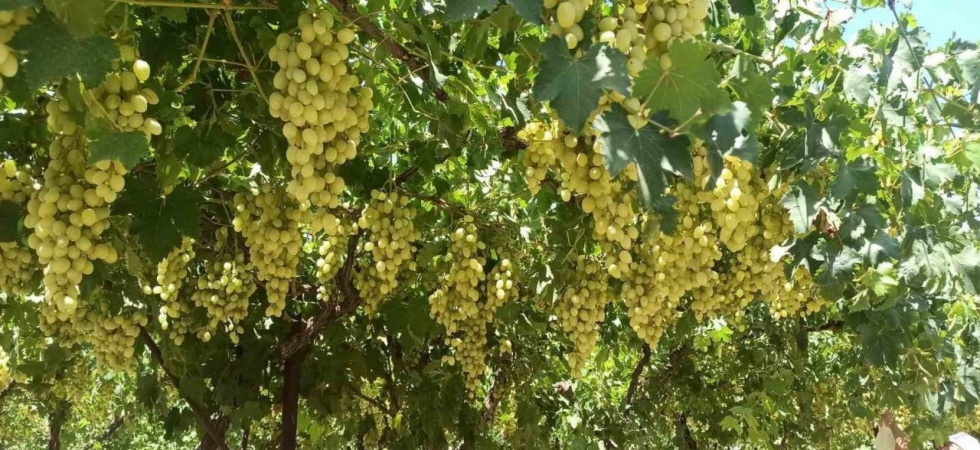 Manisa’da Mevlana Üzümü dalında 25 TL’den satılıyor
