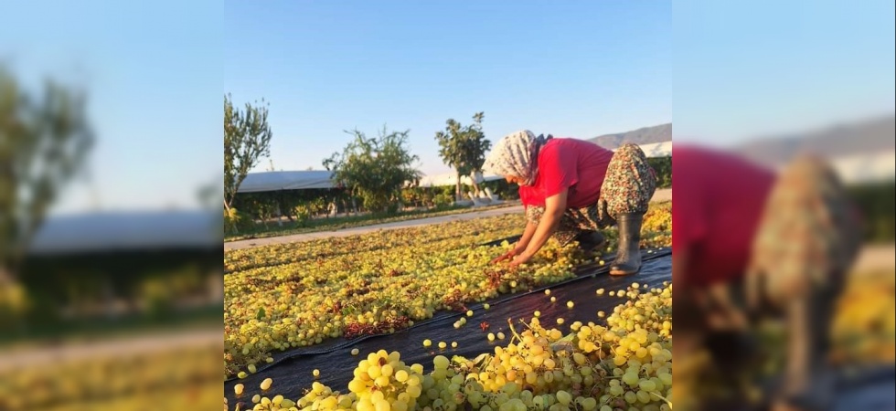 Üzümcünün gözü kulağı meteorolojide