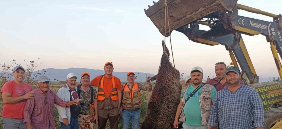 300 kiloluk devasa domuz avladılar