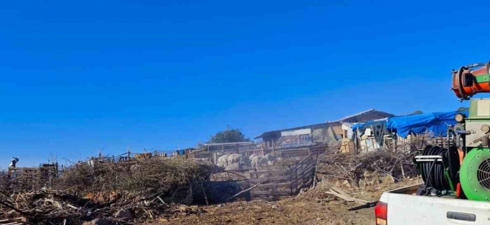 Manisa Büyükşehir Belediyesinden ’mavi dil’ hastalığına karşı mücadele