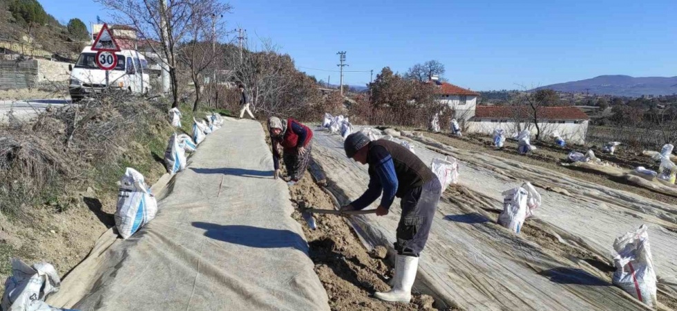 Selendi’de üreticilerin tütün telaşı başladı