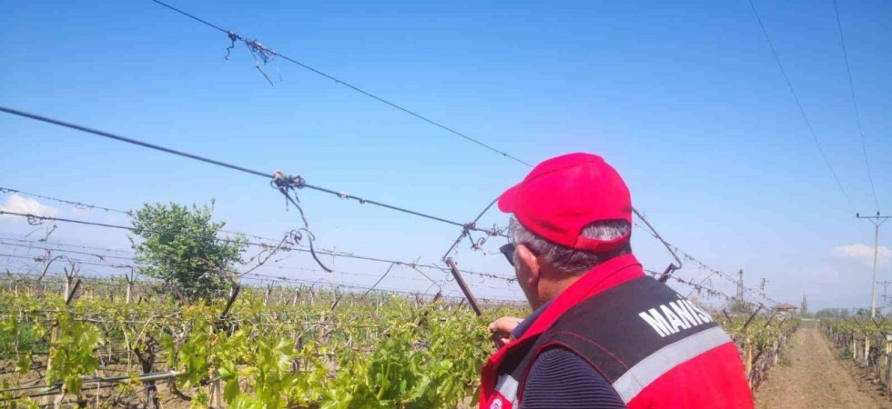 Don afetinin sadece Sarıgöl’e zararı 2,25 milyar TL