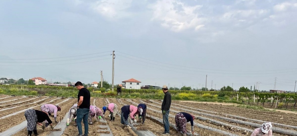 Girişimci kardeşler 10 çeşit üzüm bağ çubuğu yetiştirmeye başladı