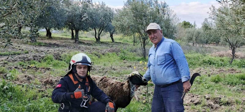 Kuyuya düşen koyunu itfaiye kurtardı