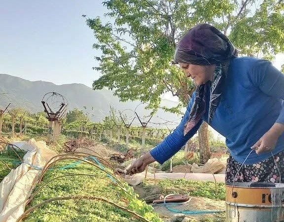 Sarıgöl tütün dikimine hazırlanıyor