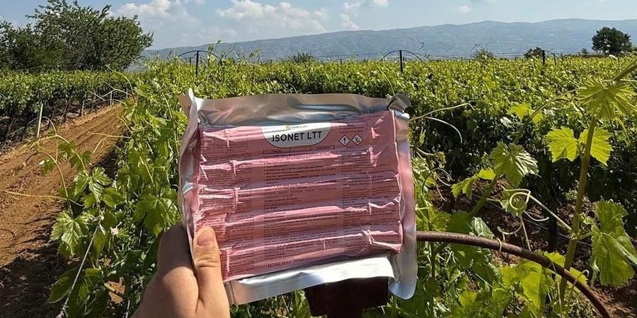 Sarıgöl’de bağlarda Japon tuzağı ile koruma başladı