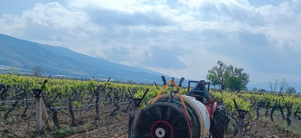 Sarıgöl’de yağmur sonrası bağlarda ilaçlama çalışması başladı