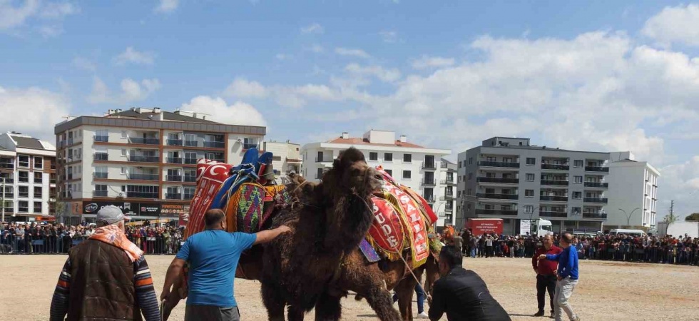 Şehir merkezinde 30 yıl sonra cami yararına deve güreşi düzenlendi