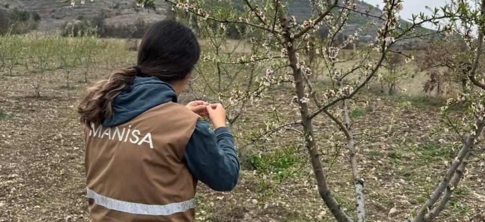 Selendi’de zirai don için hasar tespit çalışmaları başladı