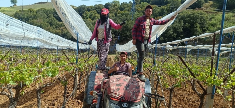 Üzüm bağlarına İtalyan dolu tül sistemi uygulaması başlandı