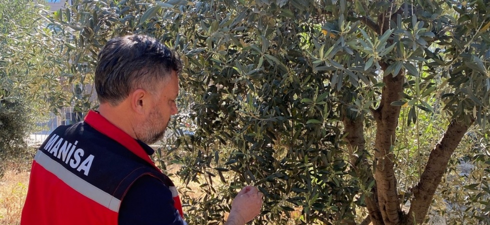 Zeytin üreticilerine ’Pamuklu bit’ uyarısı