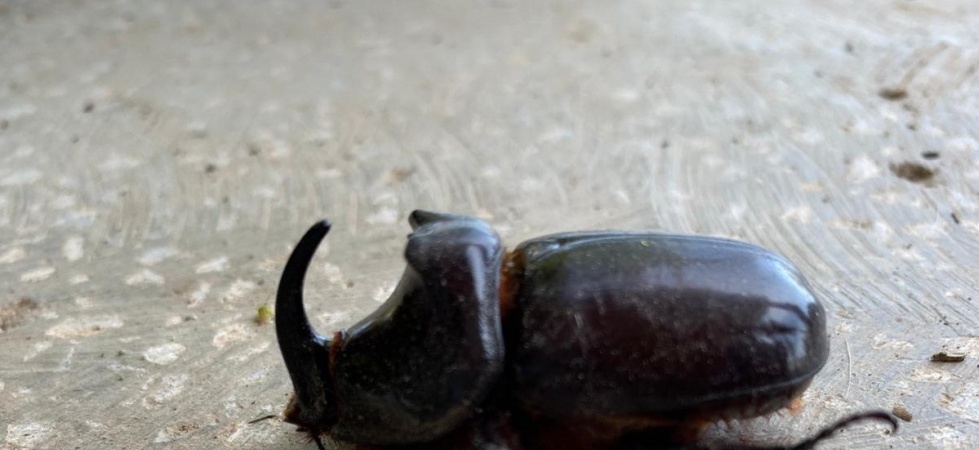 Dünyanın en güçlü böceği Manisa’da bulundu