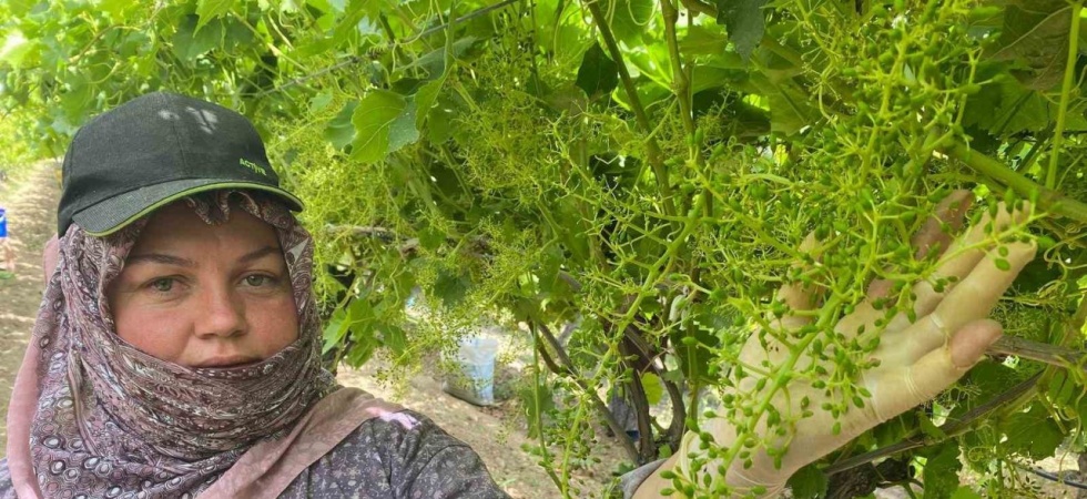 İhracat için salkım salkım mücadele