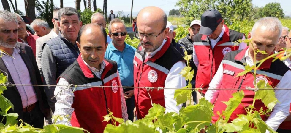 Manisa’da zirai donun yaraları sarılıyor