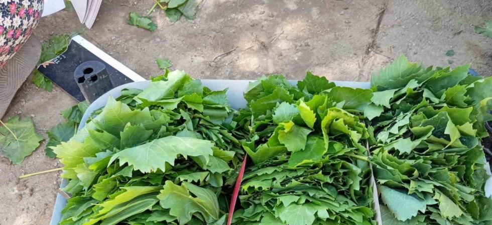 Sarıgöl’de bağ yaprağı sezonu açıldı