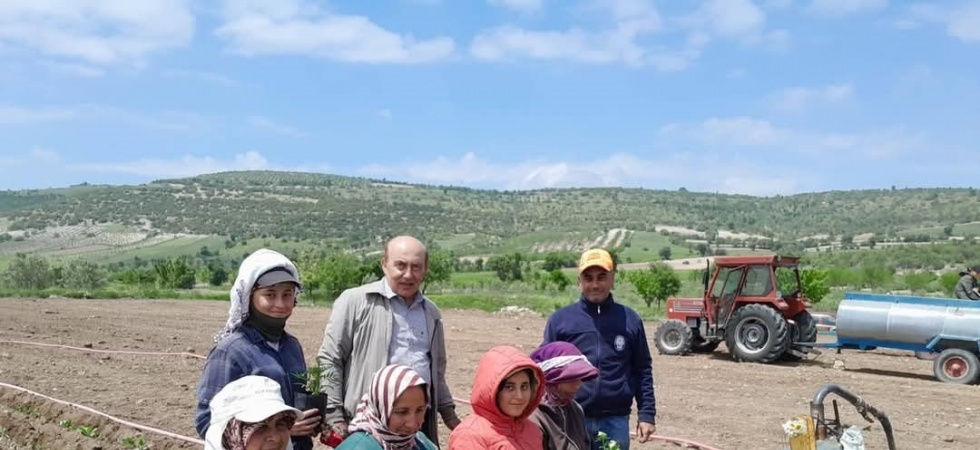 Selendi CHP tarlada çalışan anneleri yalnız bırakmadı