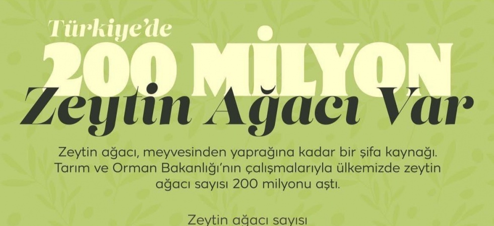 Türkiye’nin zeytin haritası açıklandı: Manisa zirvede