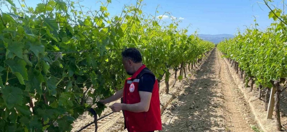 Üzüm bağlarında hasat öncesi pestisit denetimi başladı
