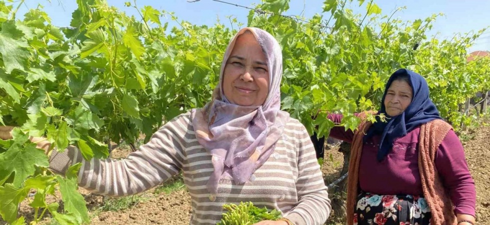 Yaprağı meyvesinden daha çok kazandırıyor
