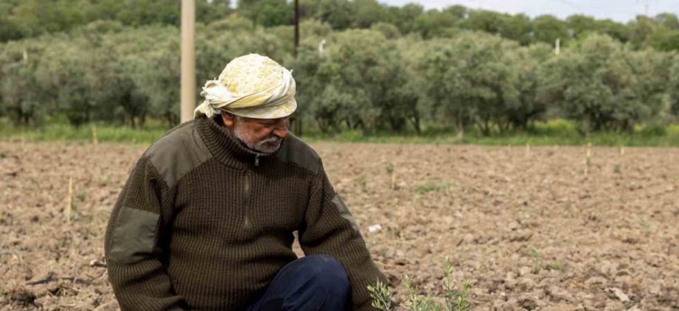 Yunusemre’de fidanlar toprakla buluşuyor