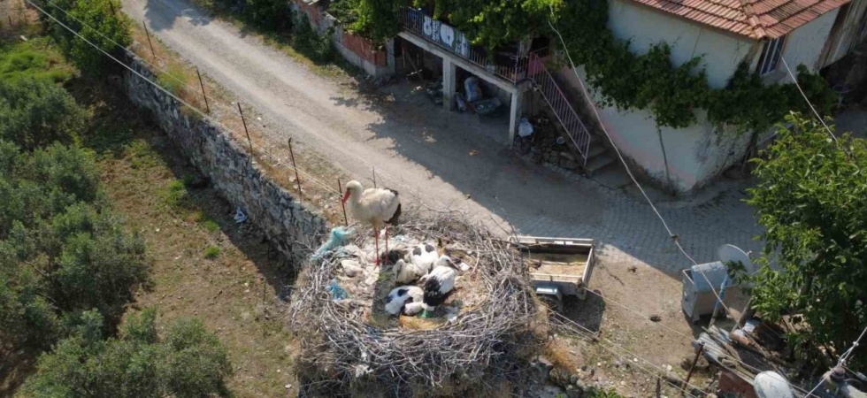 Çeyrek asırlık leylek yuvası mahallenin simgesi oldu