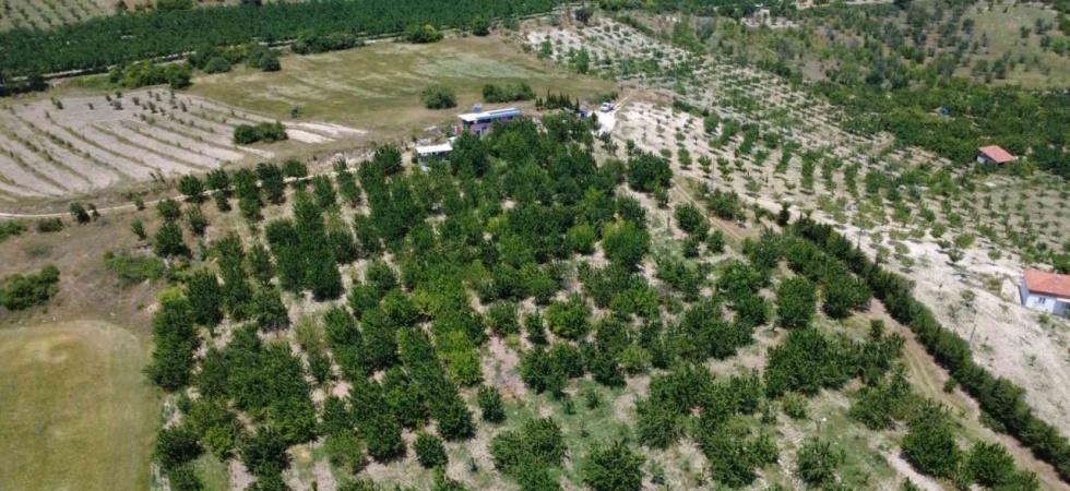 Coğrafi işaretli Demirci kirazında hasat başladı