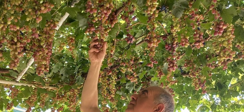 Ev önündeki asmadan mahalleye üzüm ikramı