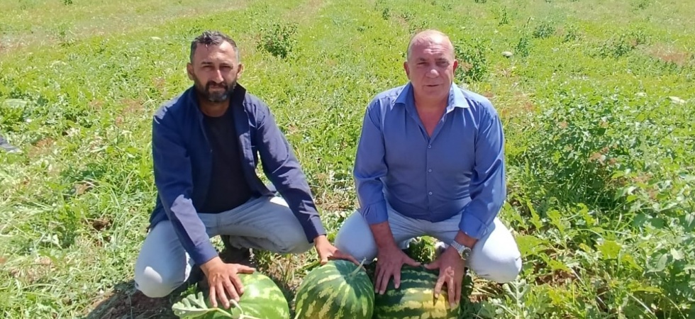 Salihli Poyrazdamları Karpuzu hasadında üreticiler üzgün