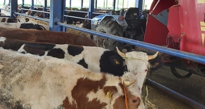 Selendi’nin 8 mahallesinde şap alarmı