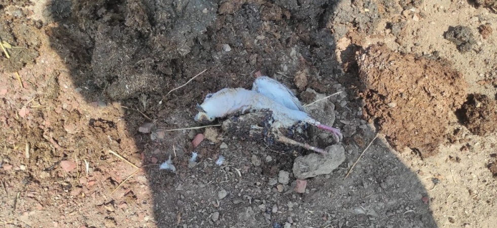 Trafoya kuş çarptı, alevler kısa sürede söndürüldü