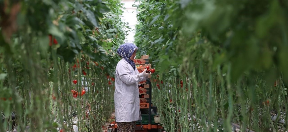 Türkiye’nin jeotermal sera alanı yüzde bin 500 büyüyebilir