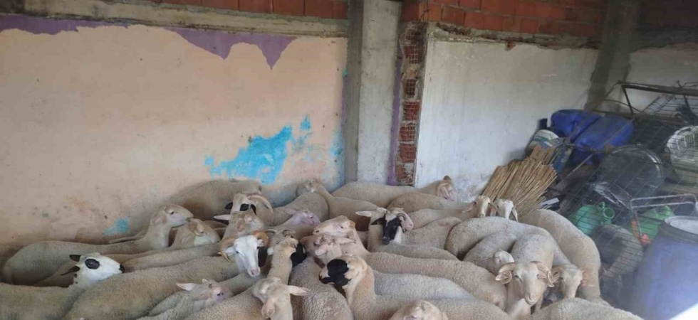 Denizli’de kaybolan koyunlar Kırkağaç’ta bulundu