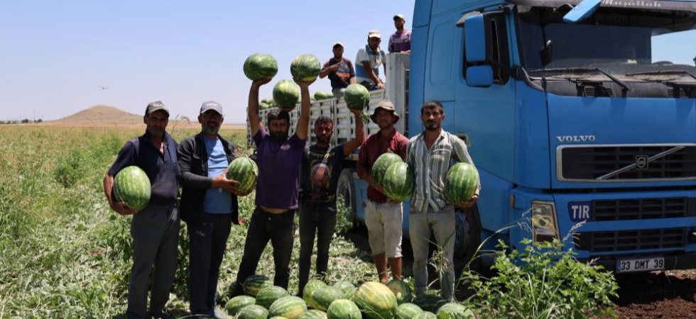 Diyarbakır karpuzunda hasat devam ediyor: Tarlada kilosu 1-2 lira