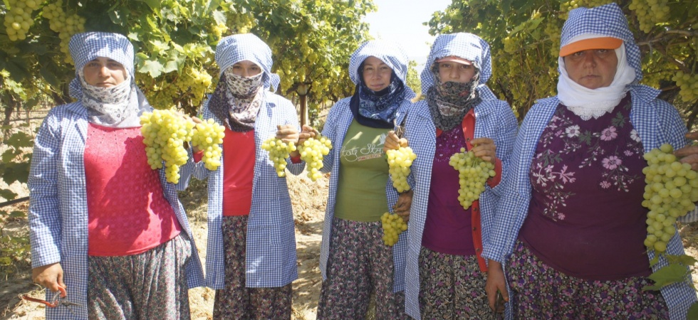 Sultani çekirdeksiz üzüm ihracatta ilk sırada