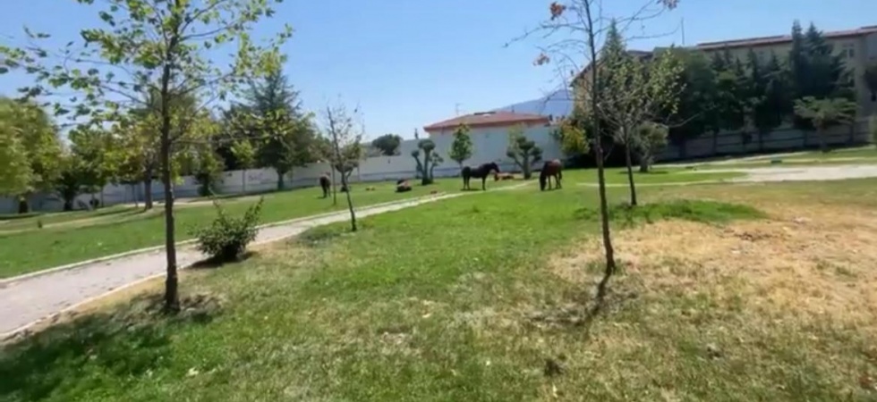 Yılkı Atları şehre indi: Güzellik mi, tehlike mi?