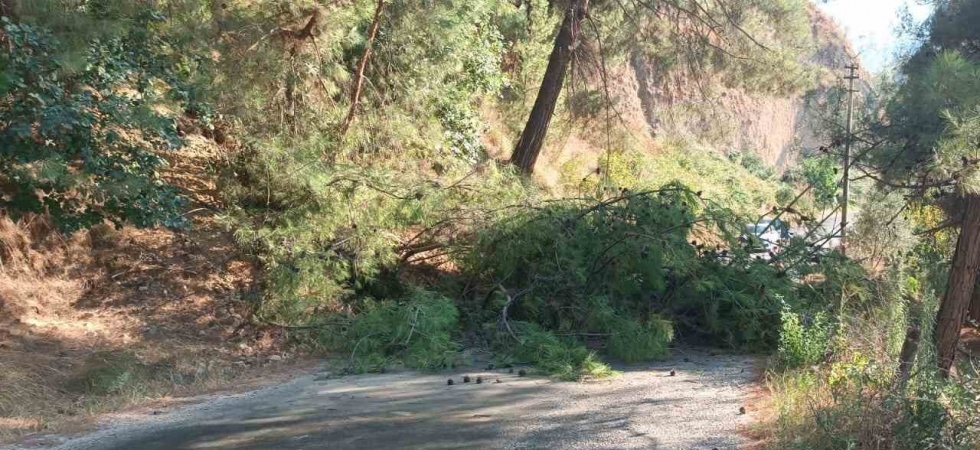 Alaşehir’de devrilen ağaç yolu ulaşıma kapattı