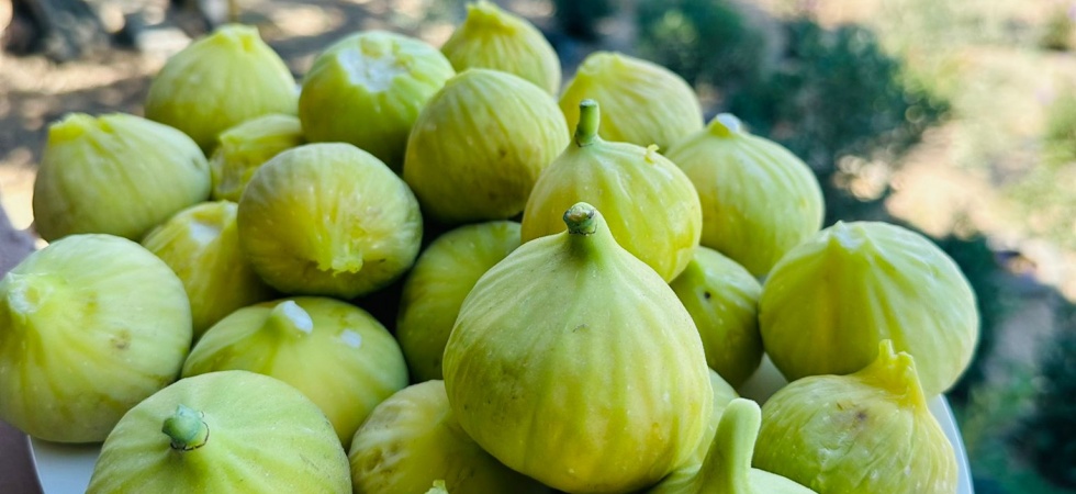 Ege’nin verimli toprakları destek bekliyor