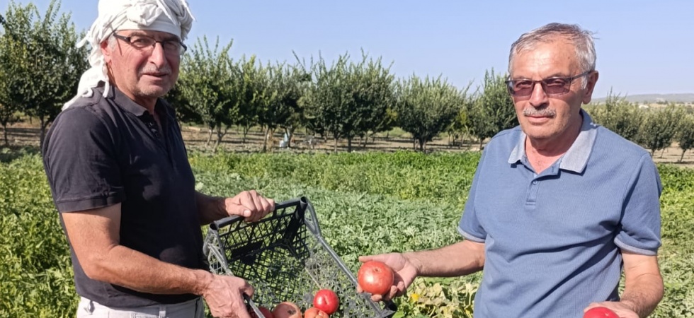 Emekli öğretmenin ata tohumuyla ürettiği domatesler pazarda yok satıyor!