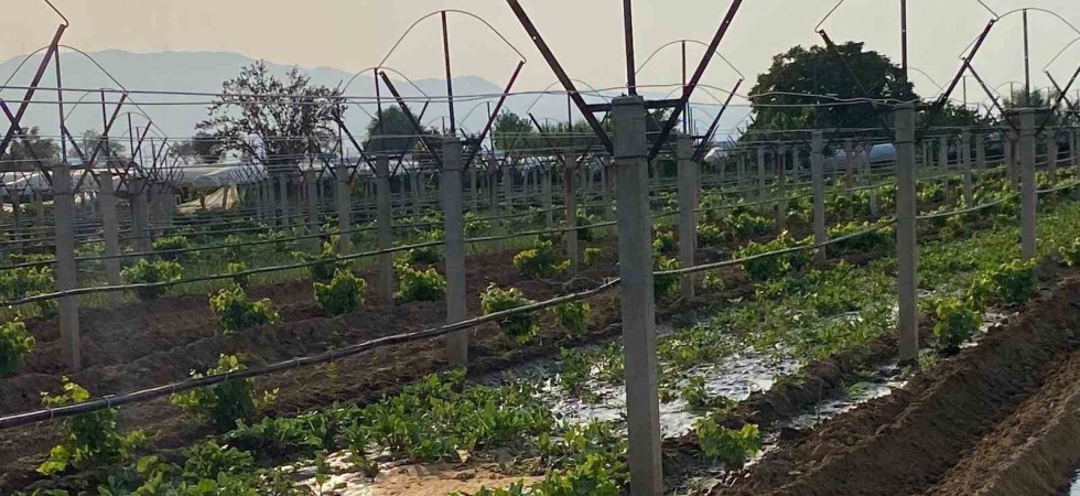 Kışlık sebzeler toprakla buluşmaya başladı