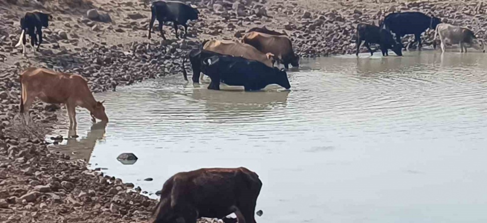 Köylüye ve doğaya hayat veren göletler kuruyor