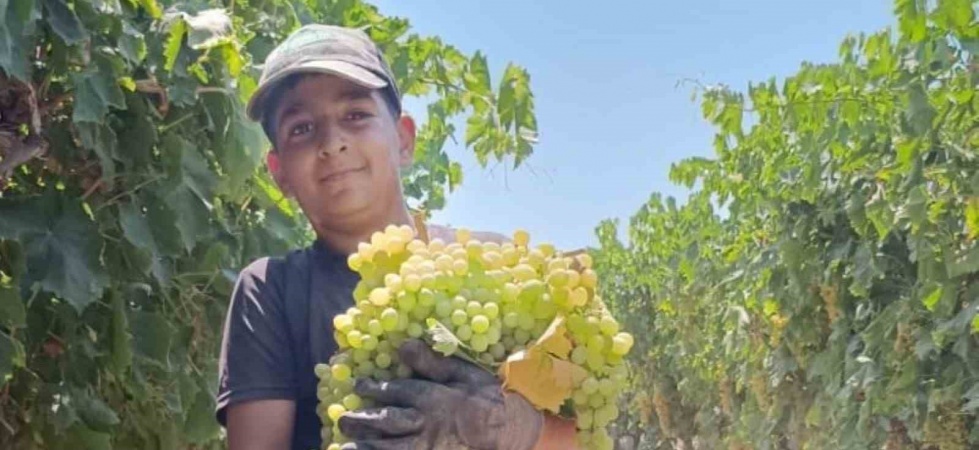 Manisa’da 7 kilo 250 gramlık üzüm salkımı