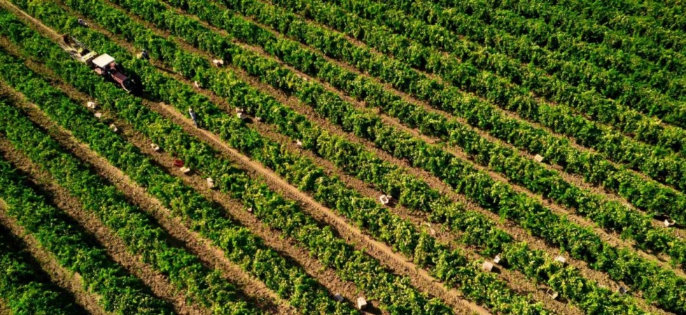 Manisa’da Sultani çekirdeksiz üzümde hasat sezonu buruk başladı