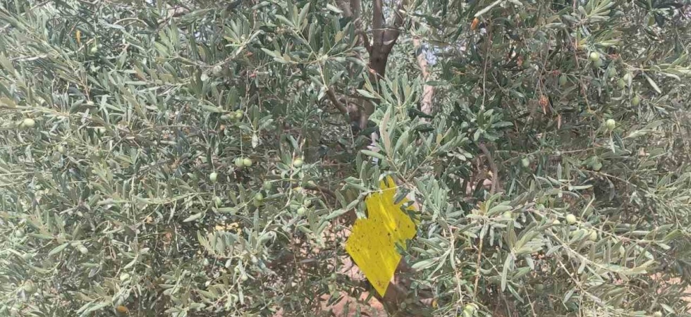 Manisa’da zeytin sineğine karşı ilaçlama çağrısı