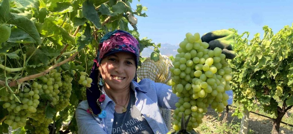 Manisa’nın dünyaca ünlü çekirdeksiz sofralık Sultaniye üzümünde hasat başladı
